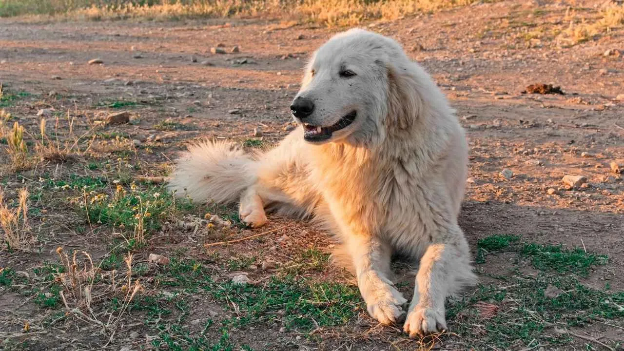 Maremma Sheepdog