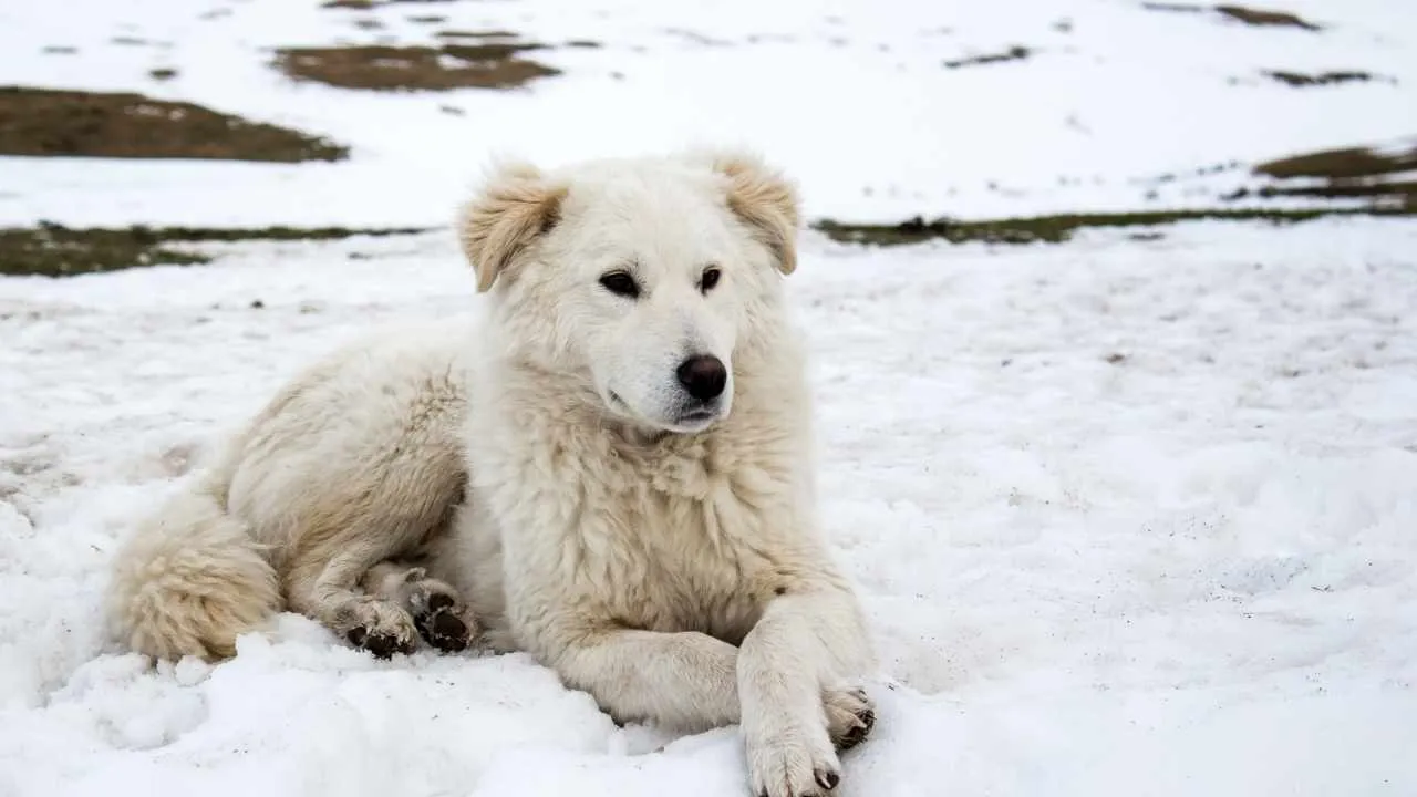 Maremma Sheepdog