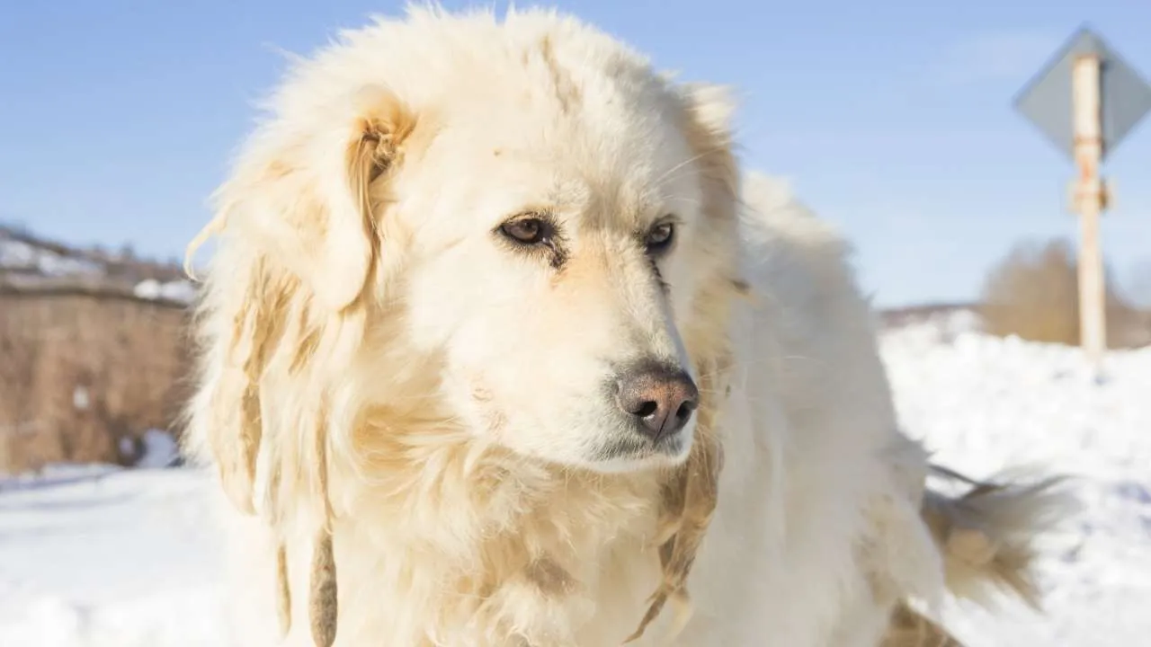 Maremma Sheepdog