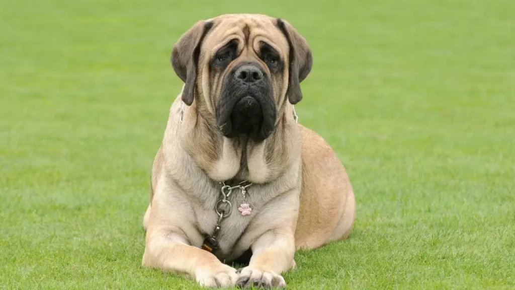 Mastiff