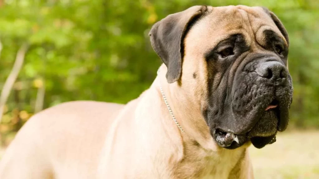 mastiff