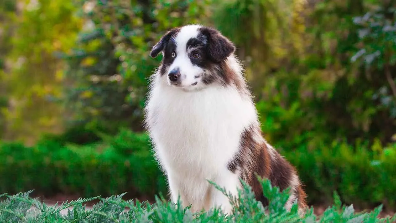 Miniature American Shepherd