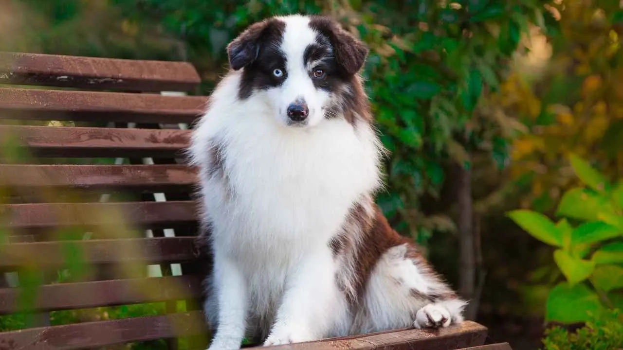 Miniature American Shepherd