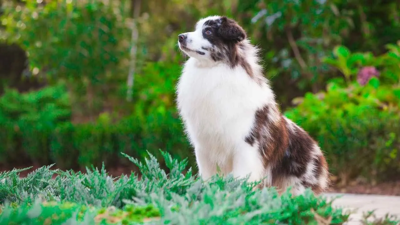 Miniature American Shepherd