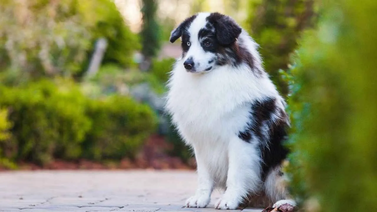 Miniature American Shepherd