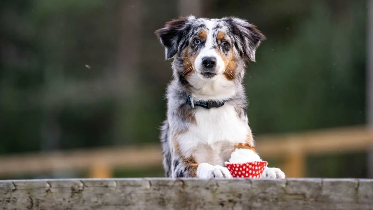 Miniature American Shepherd