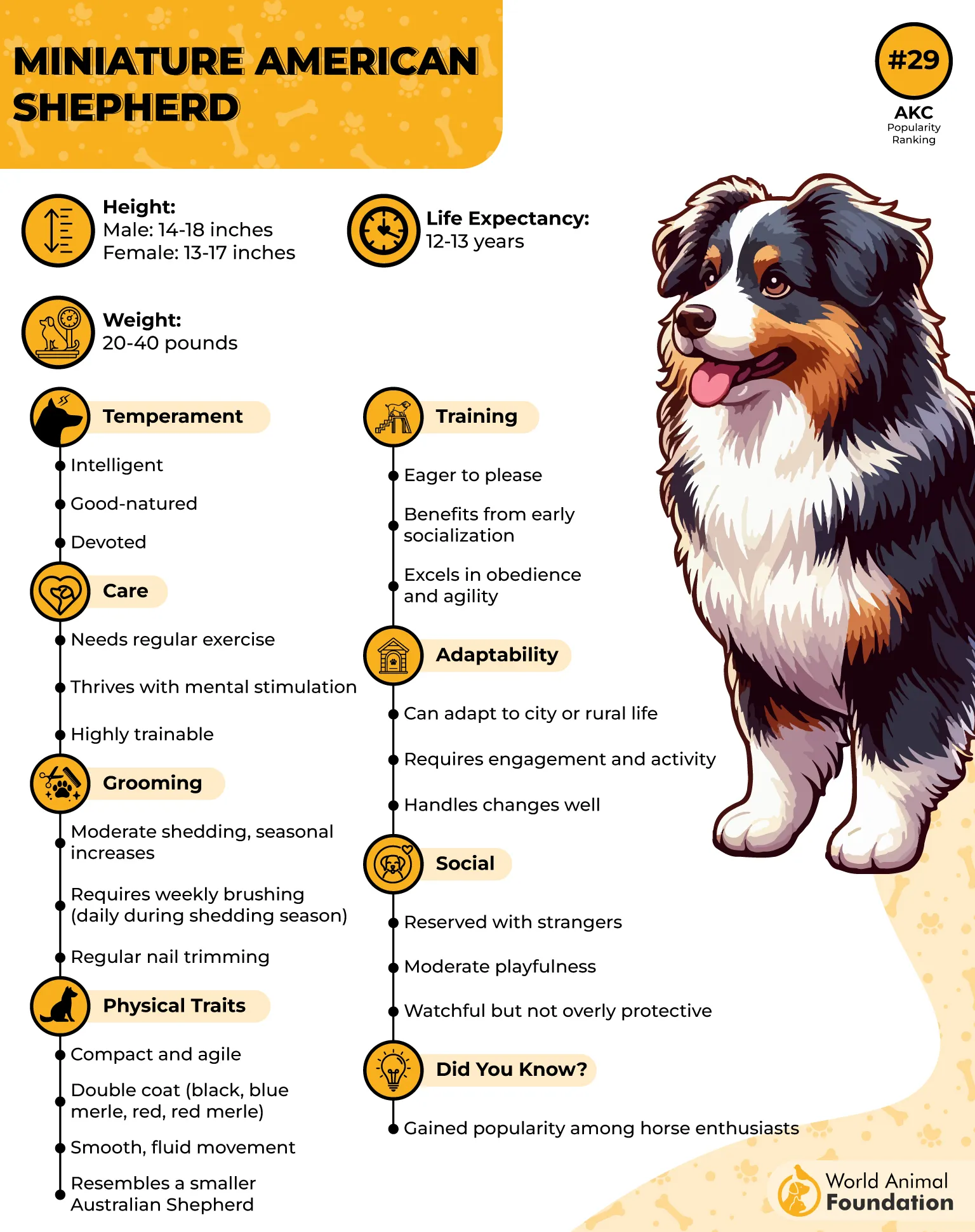 Miniature American Shepherd Profile