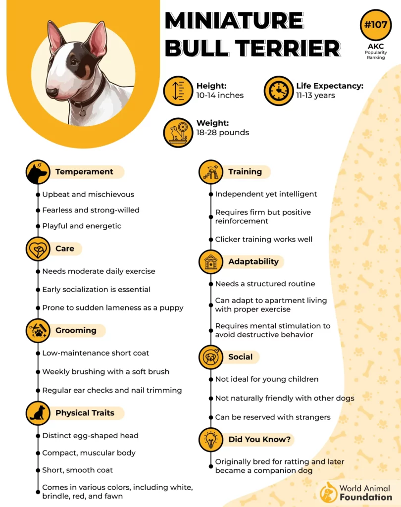 miniature bull terrier
