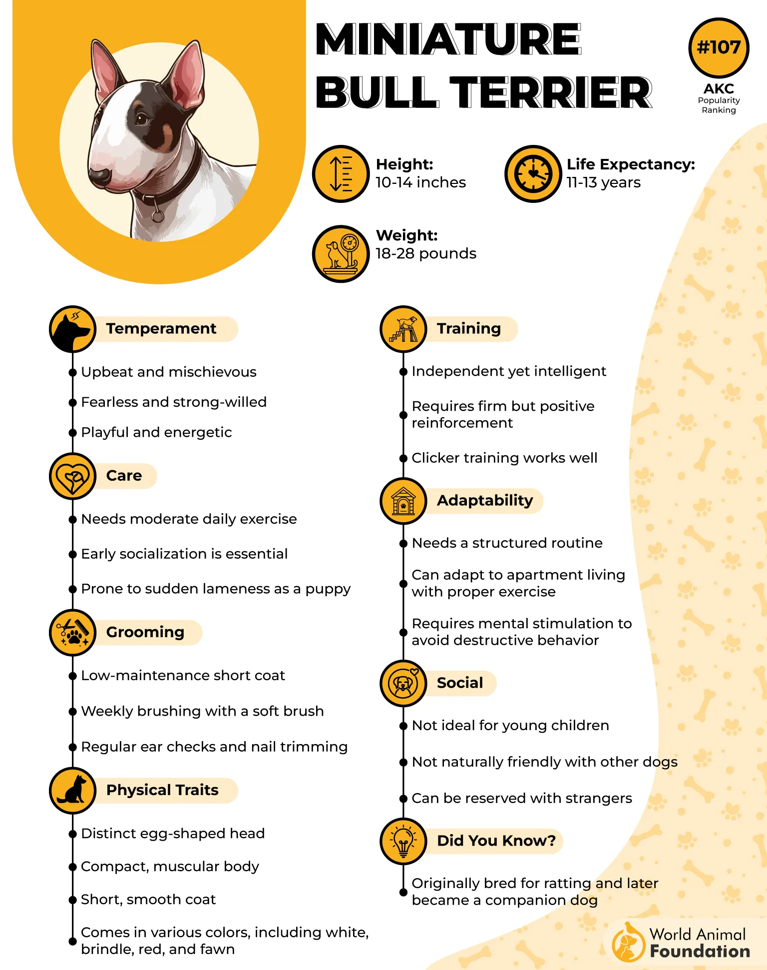 Miniature Bull Terrier Profile