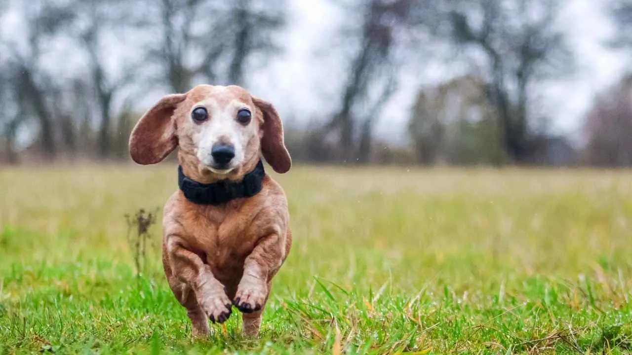 Miniature Dachshund