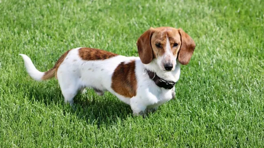 Dachshund