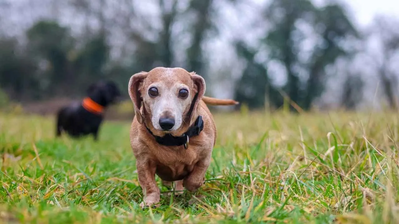 Miniature Dachshund