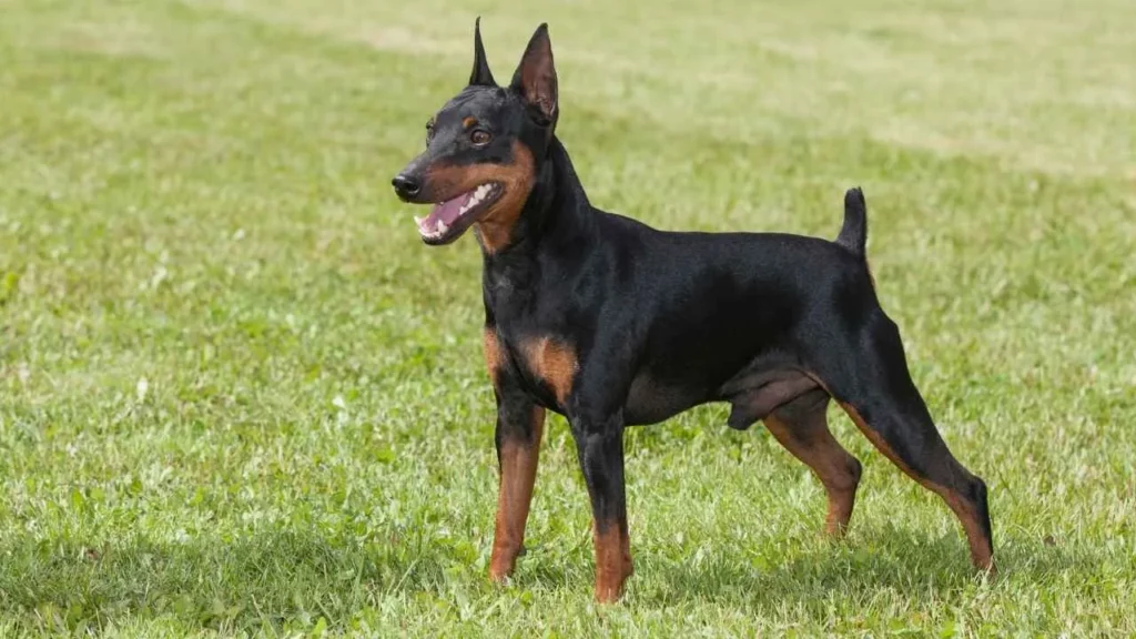 Miniature Pinscher