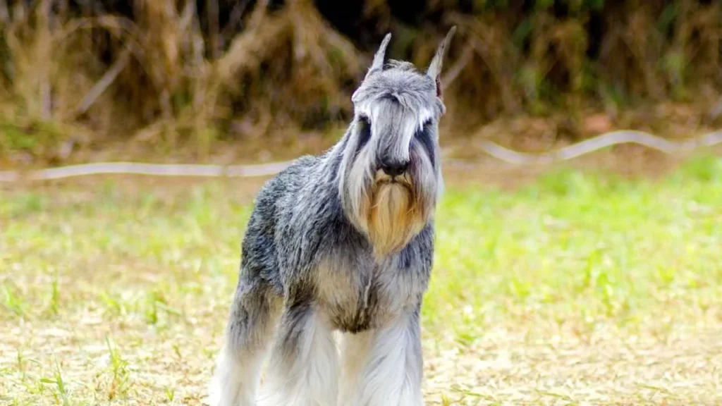 Miniature-Schnauzer-14