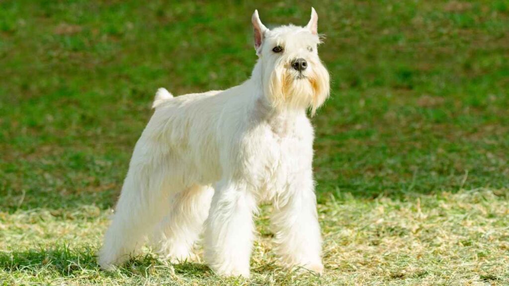 Schnauzer