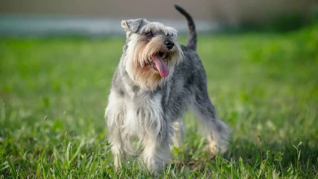 Miniature-Schnauzer