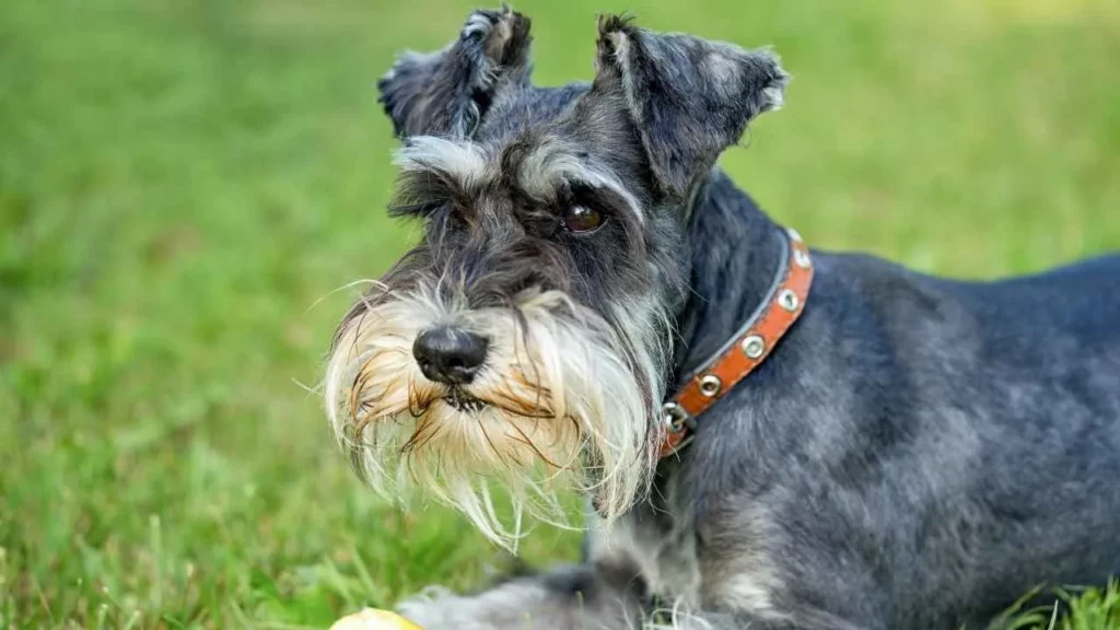 Miniature-Schnauzer-3