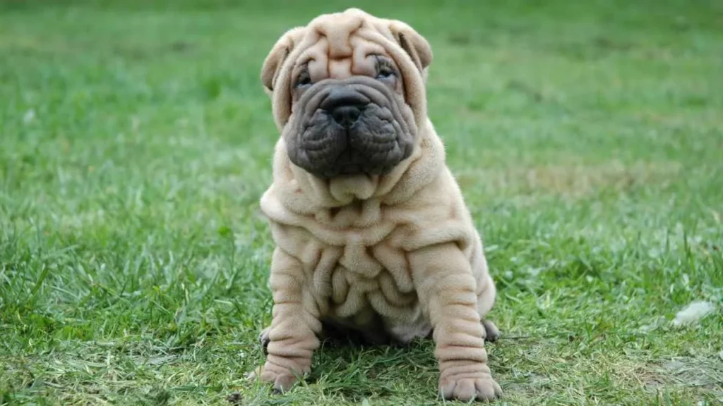 Shar-Pei