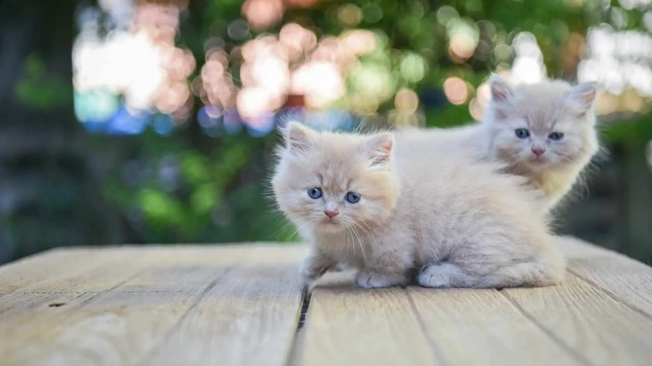 Munchkin