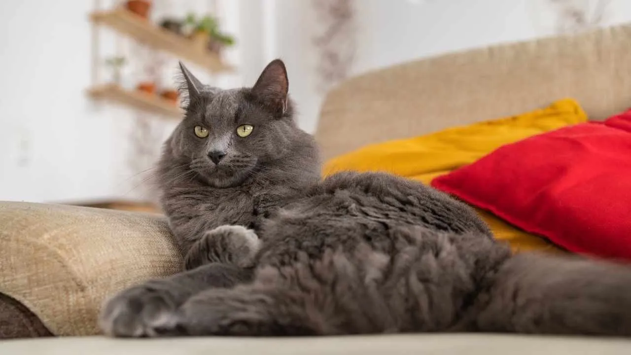 Nebelung