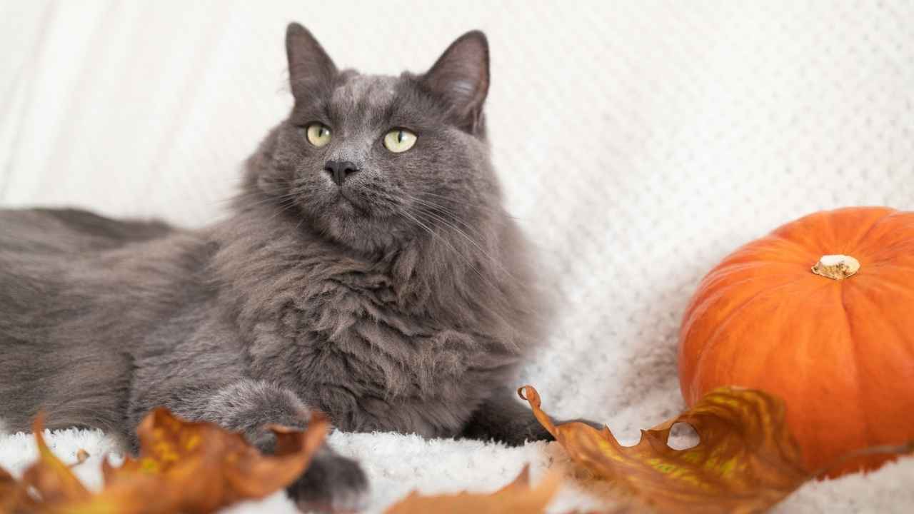 Nebelung