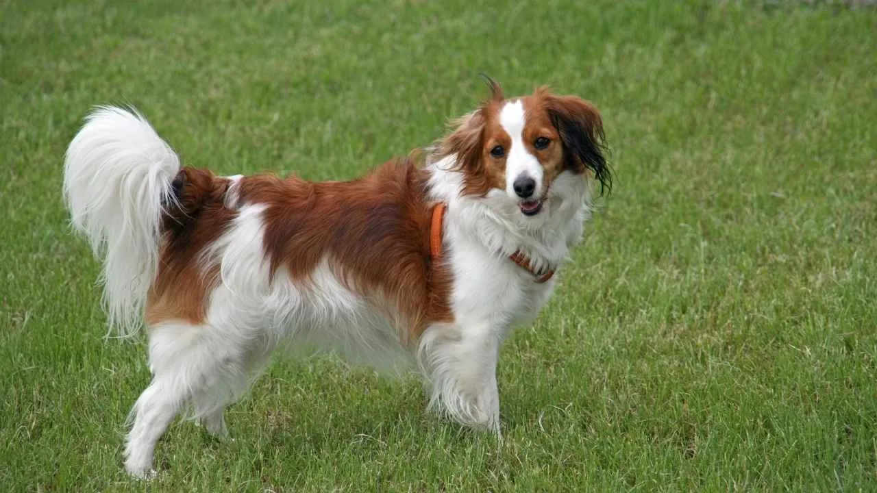 Nederlandse Kooikerhondje