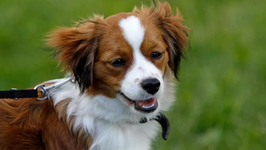 Kooikerhondje