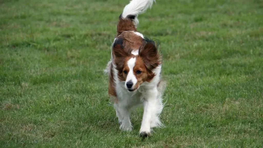 Kooikerhondje