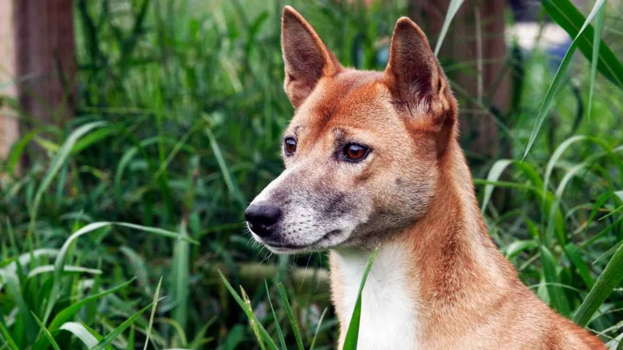 New Guinea Singing Dog