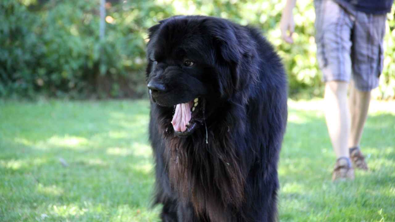 Newfoundland