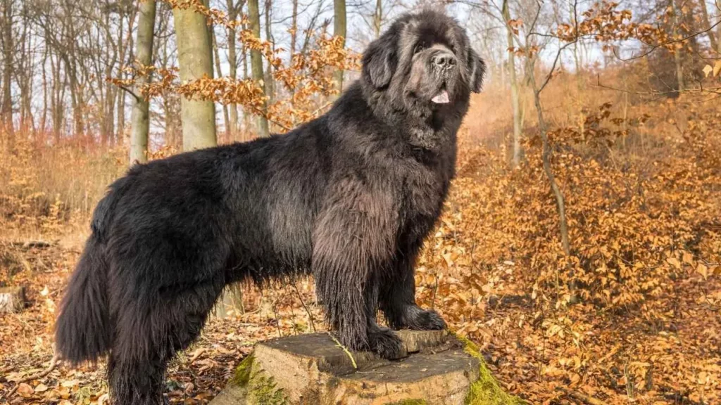Newfoundland