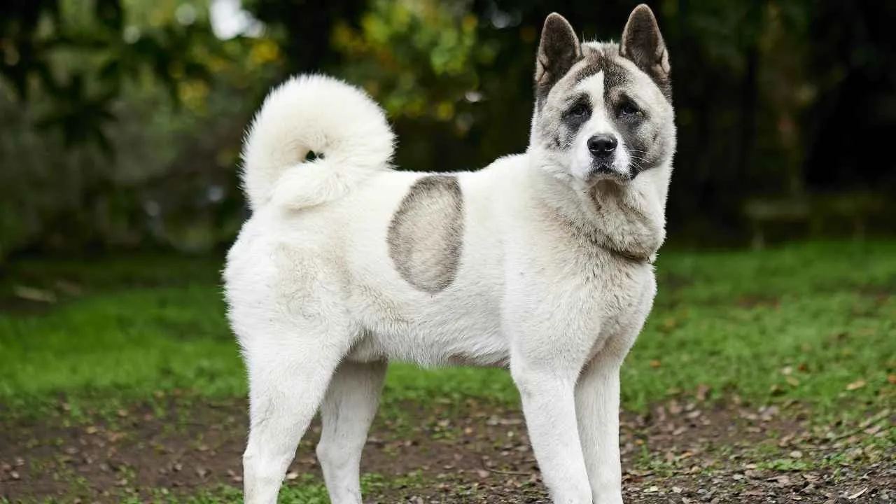 Norwegian Buhund
