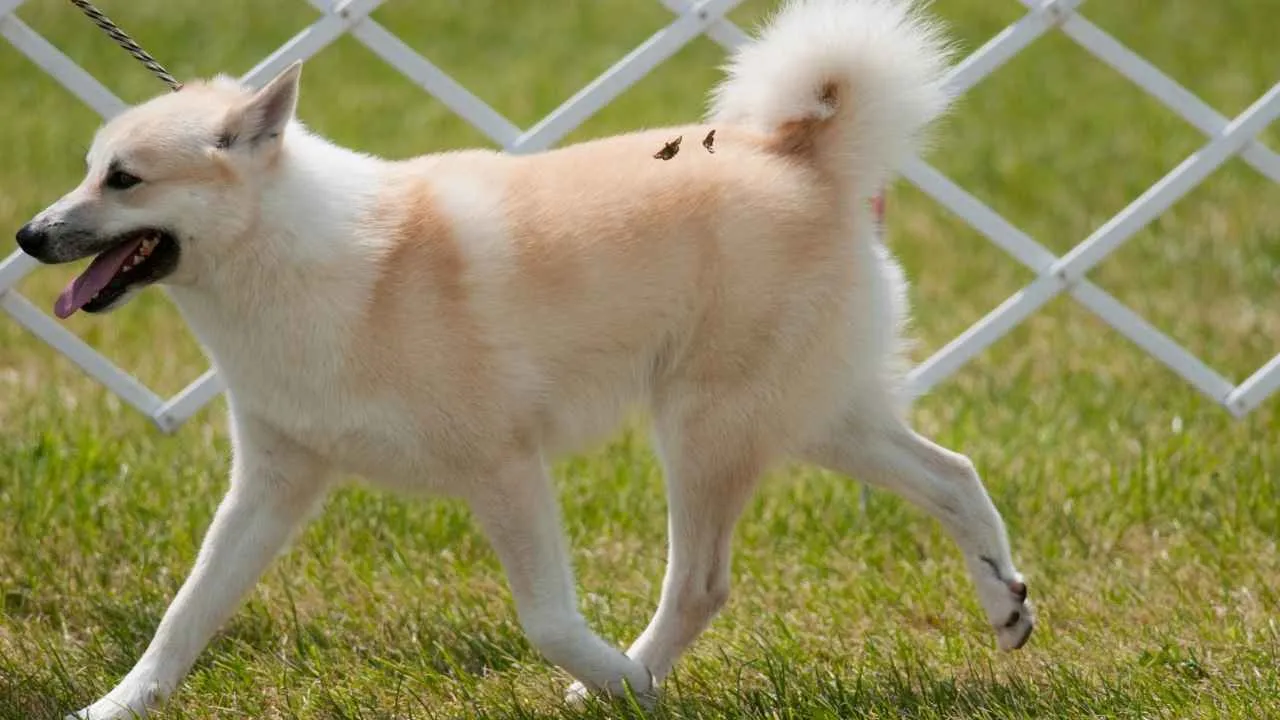 Norwegian Buhund