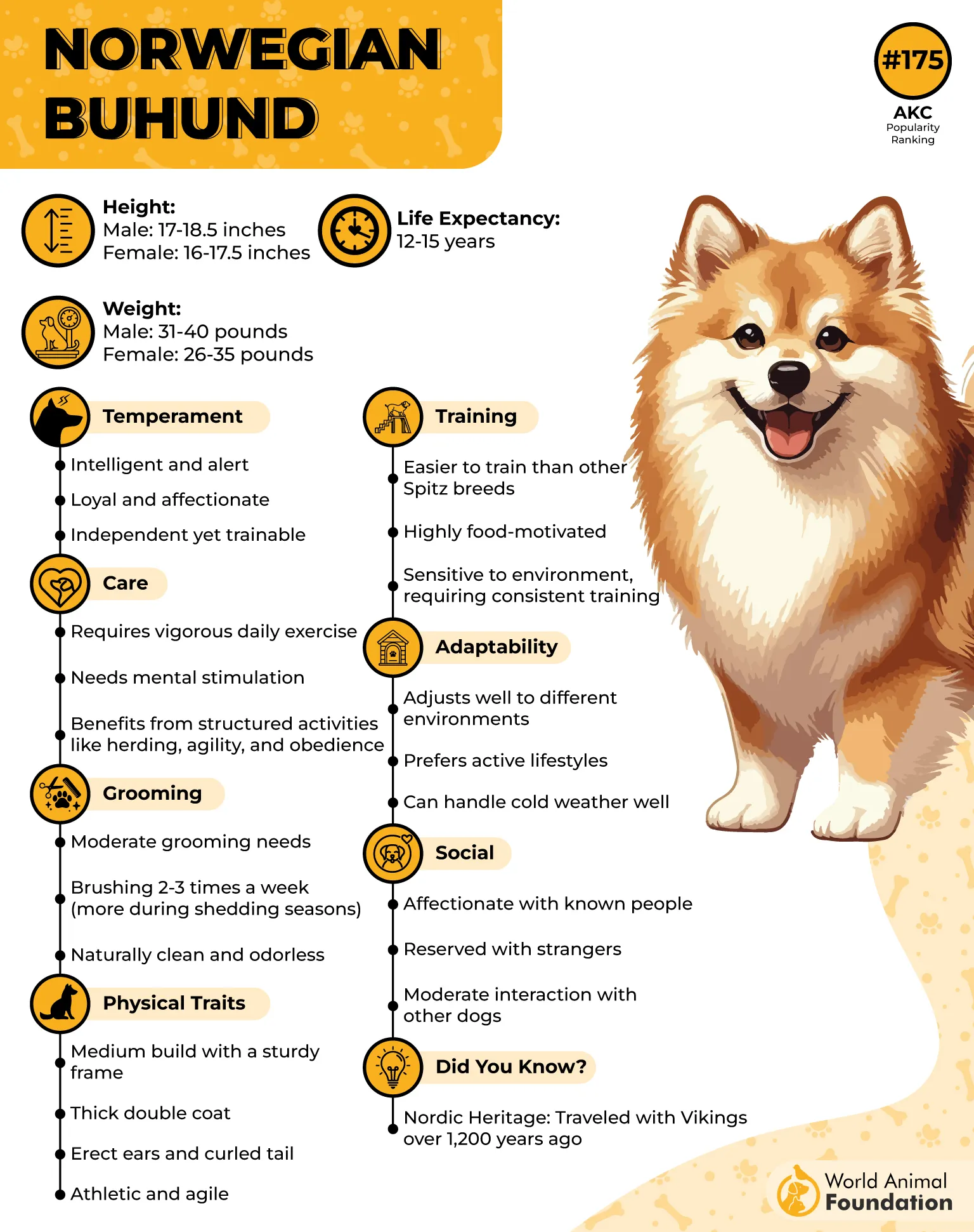 Norwegian Buhund Profile