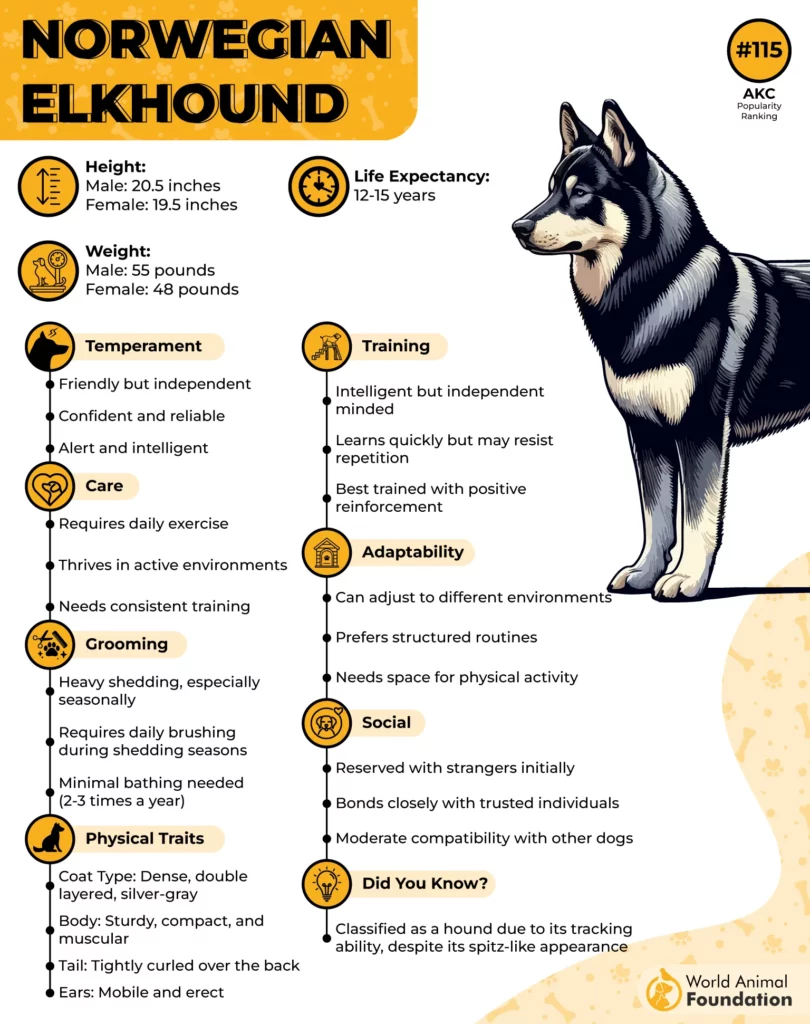 Norwegian Elkhound