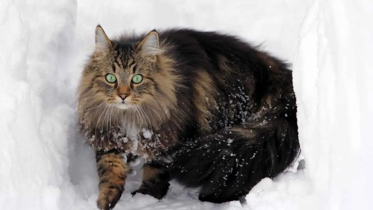 Norwegian Forest Cat