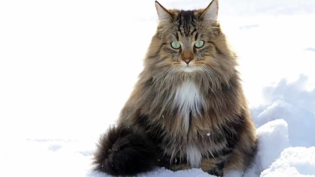 Norwegian Forest Cat