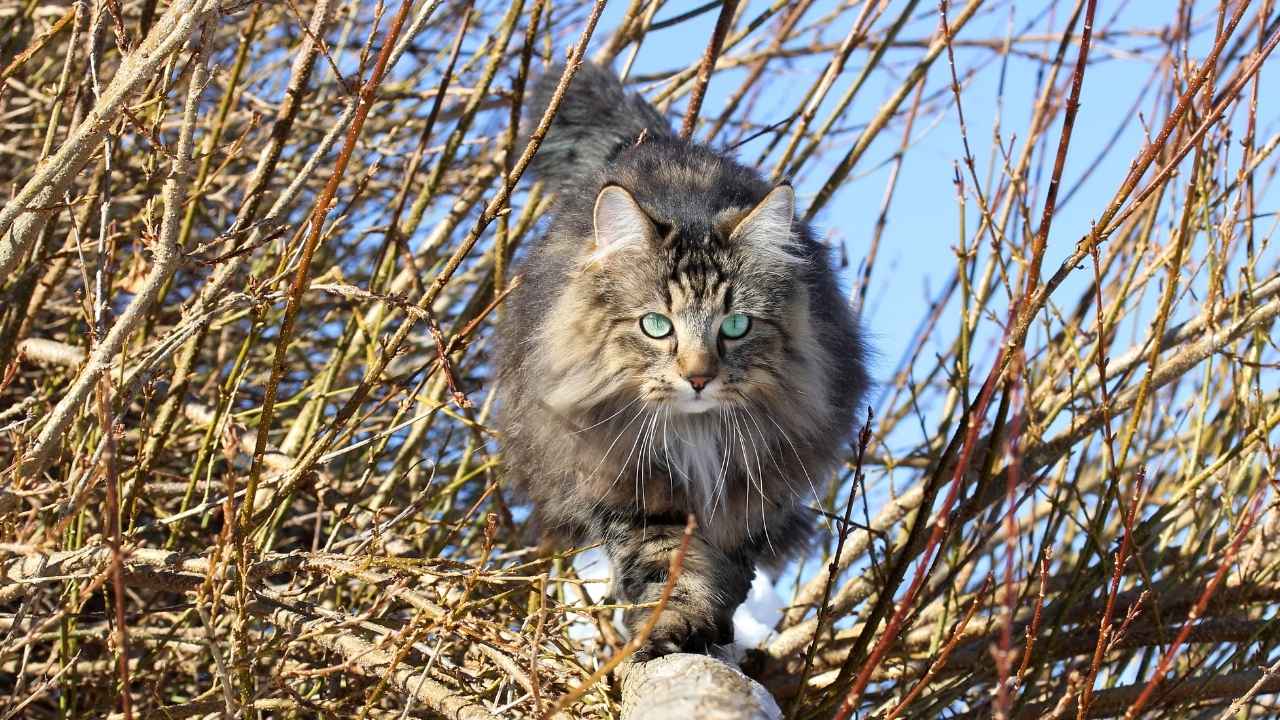 Norwegian Forest Cat