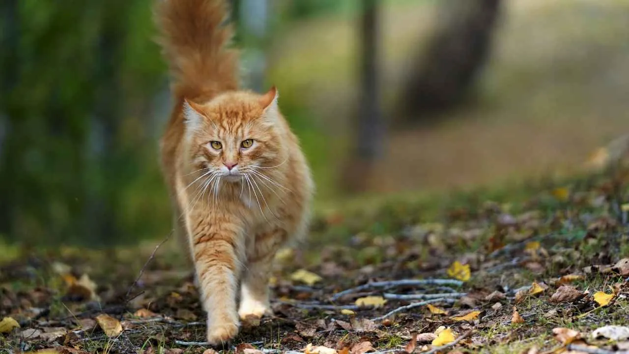 Norwegian Forest Cat