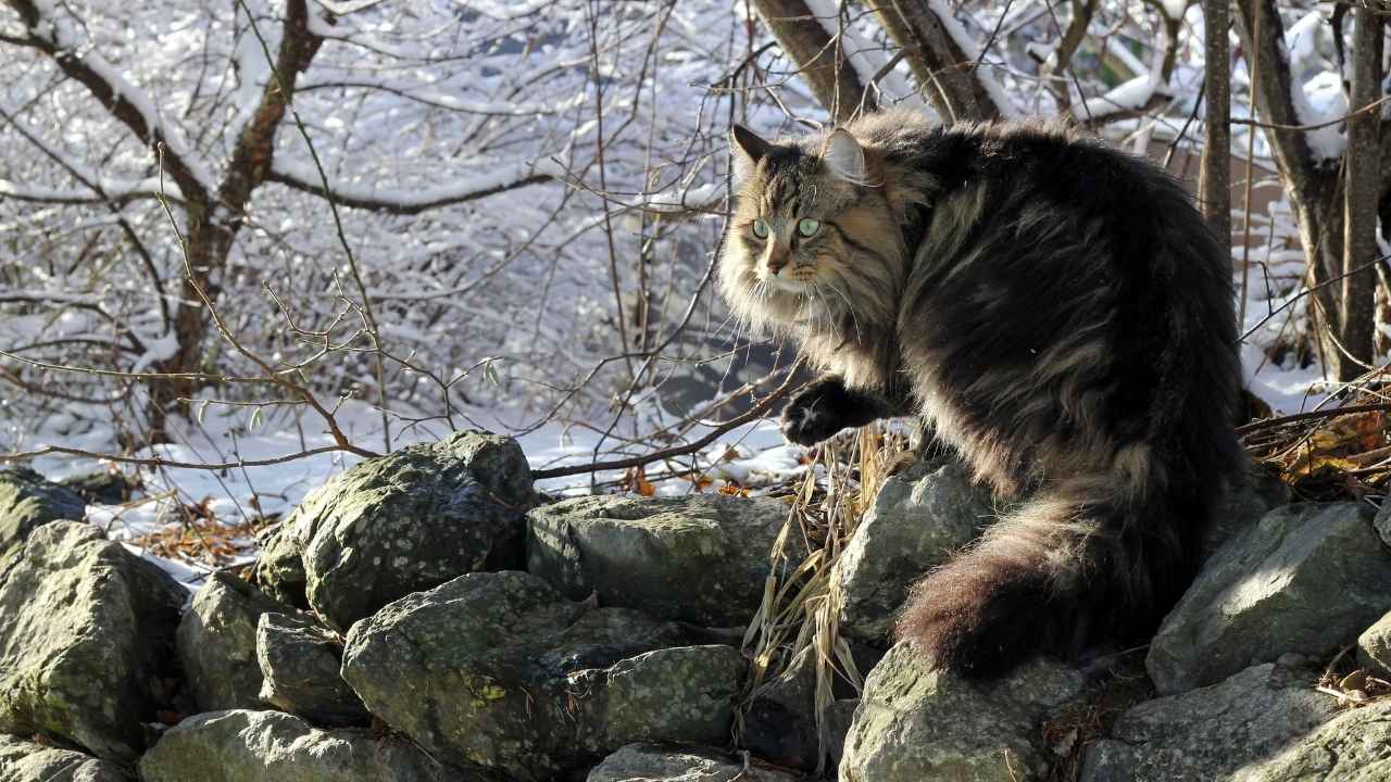 Norwegian Forest Cat