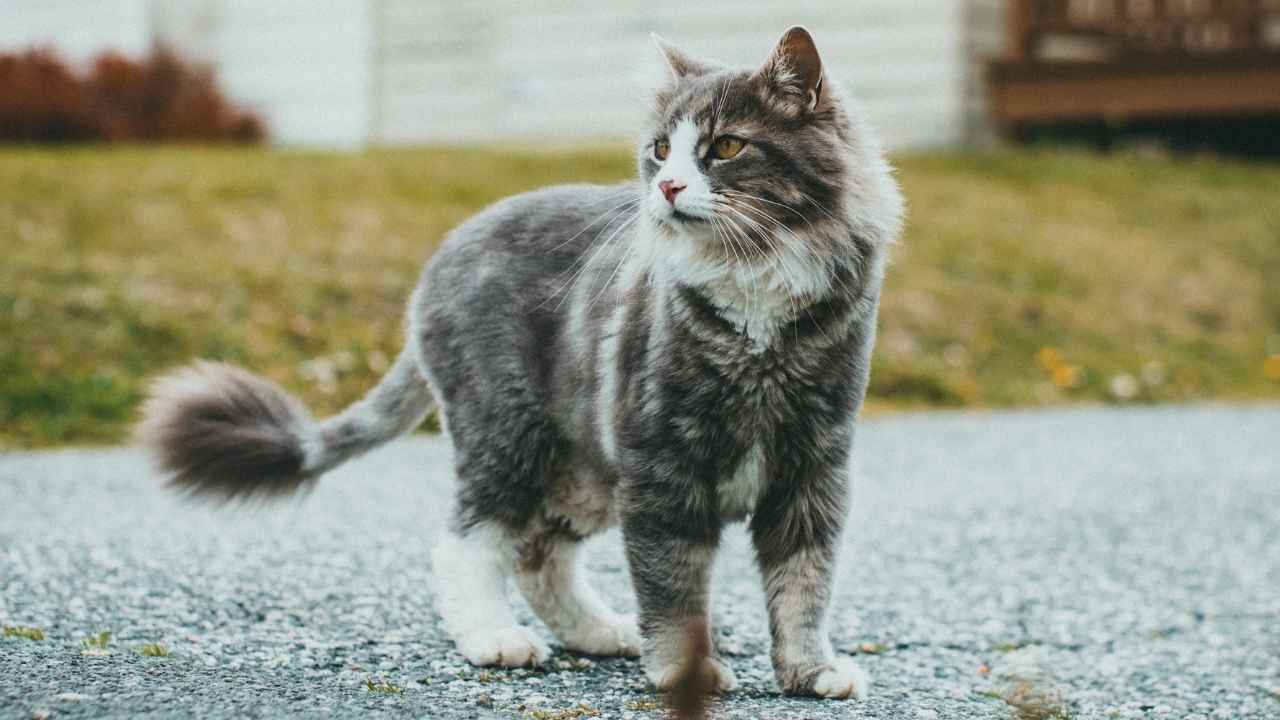 Norwegian Forest Cat