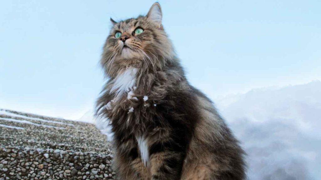 Norwegian Forest