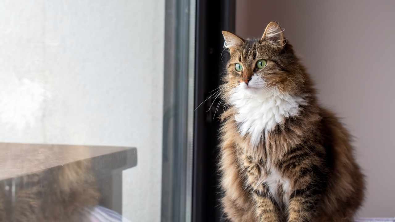 Norwegian Forest Cat