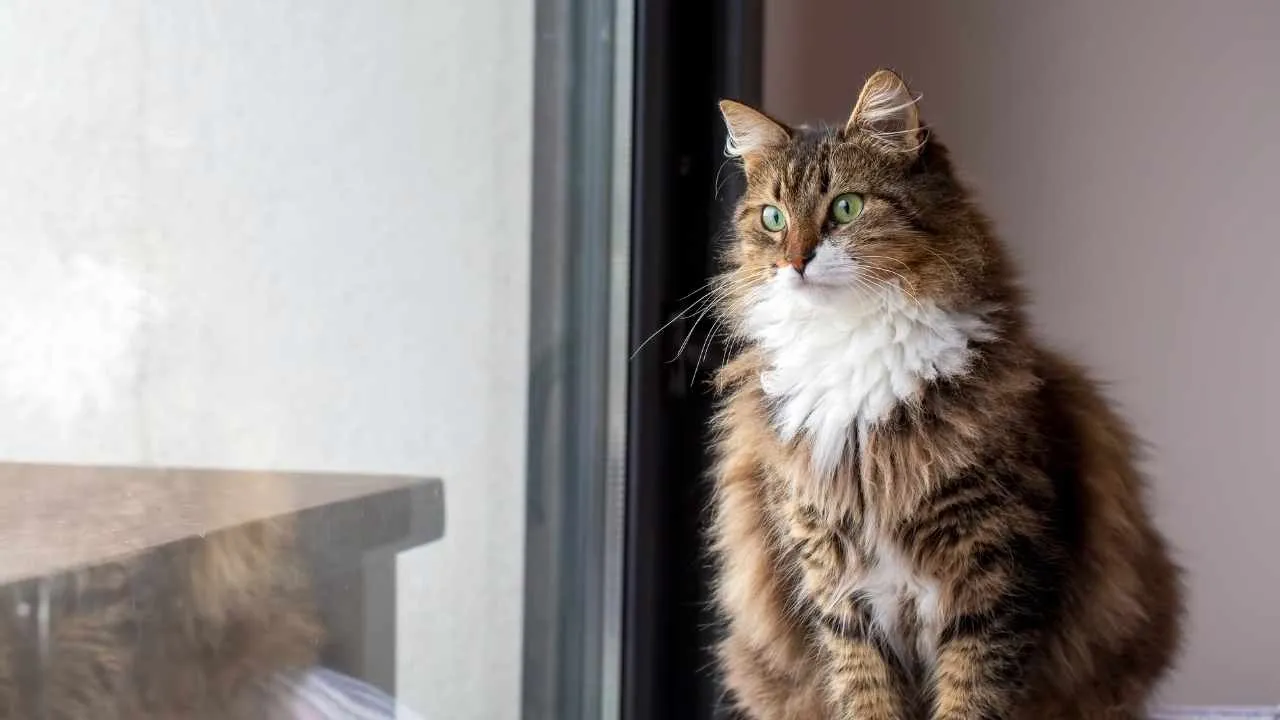 Norwegian Forest Cat