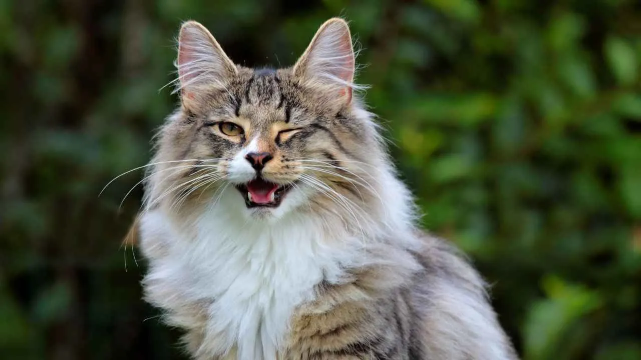 Norwegian Forest Cat
