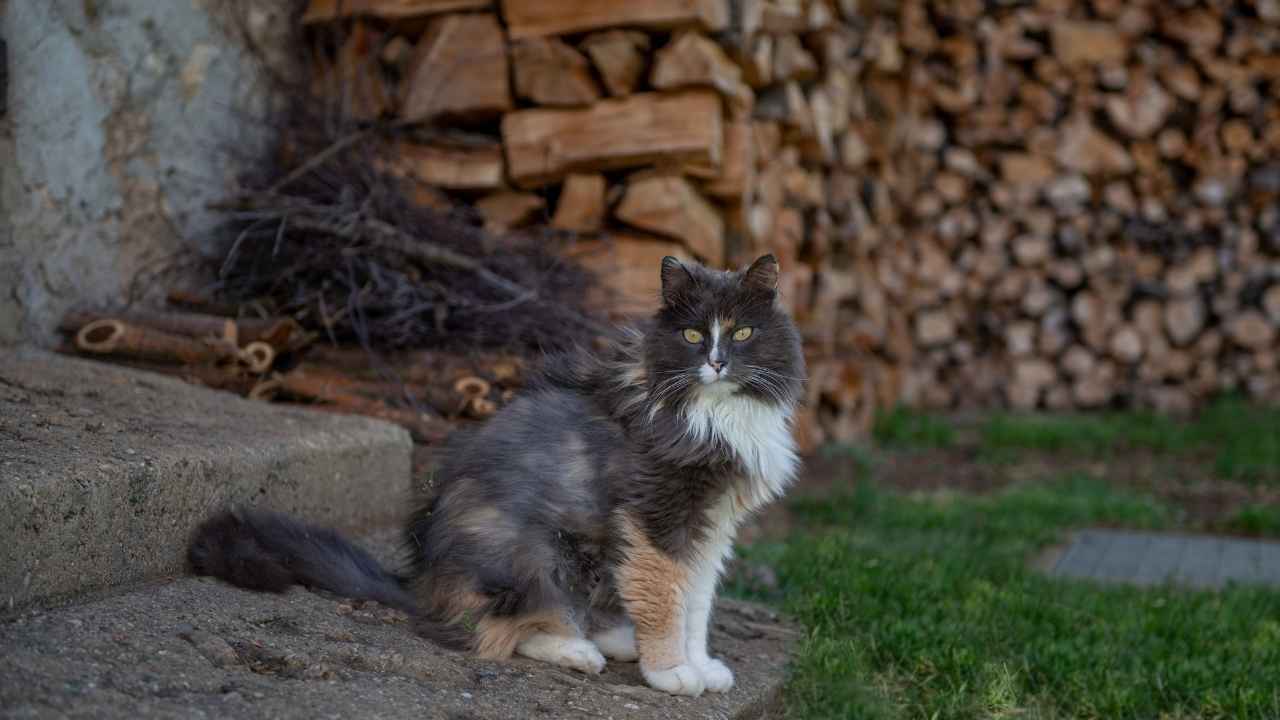 Norwegian Forest Cat
