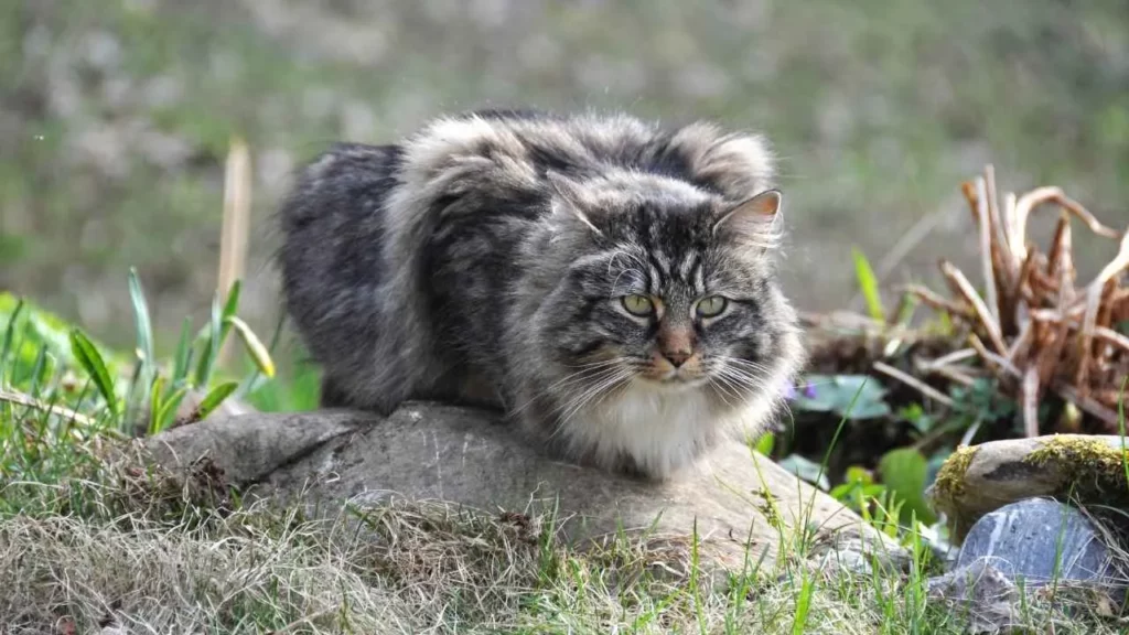 Norwegian-Forest-Cat-6