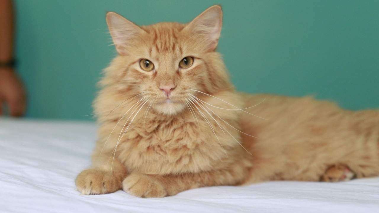 Norwegian Forest Cat