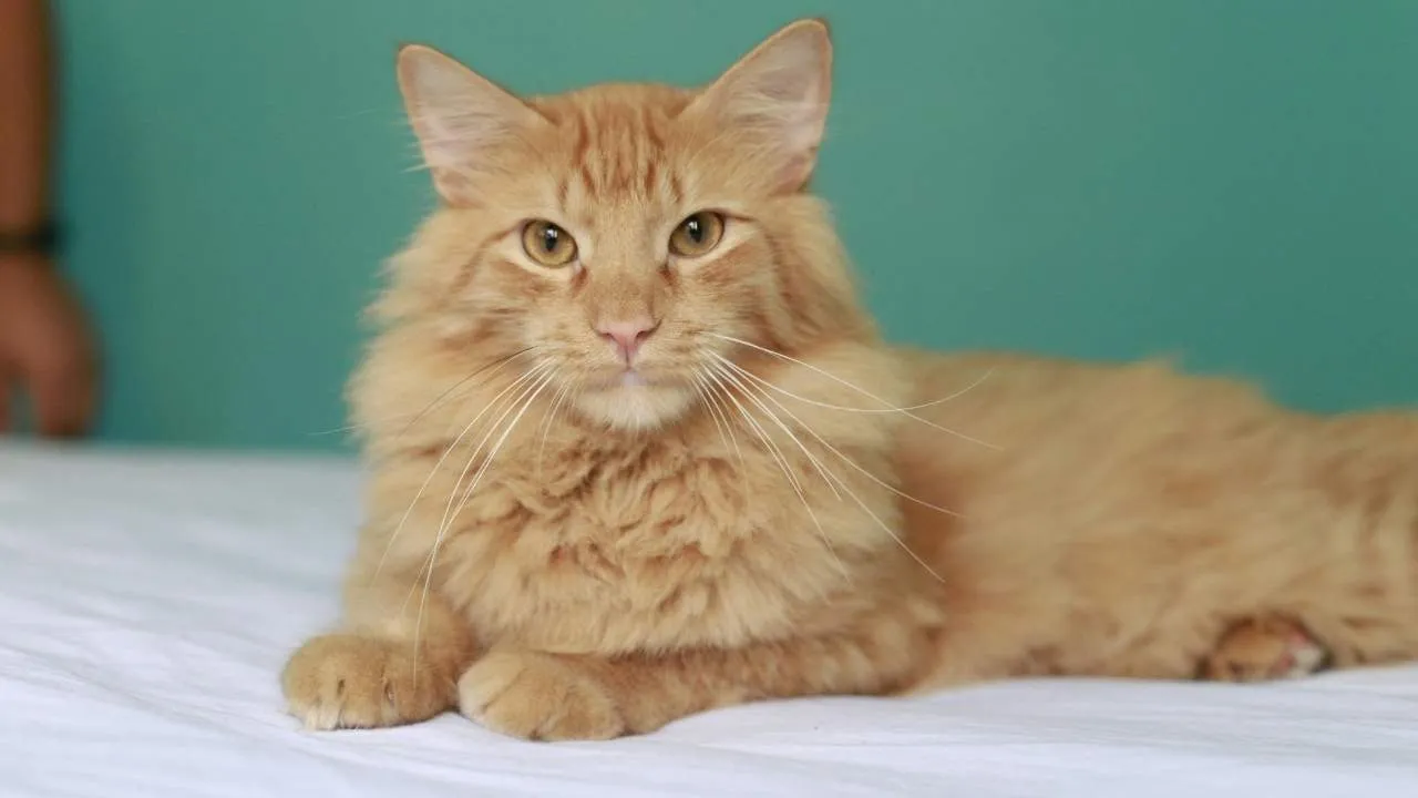 Norwegian Forest Cat