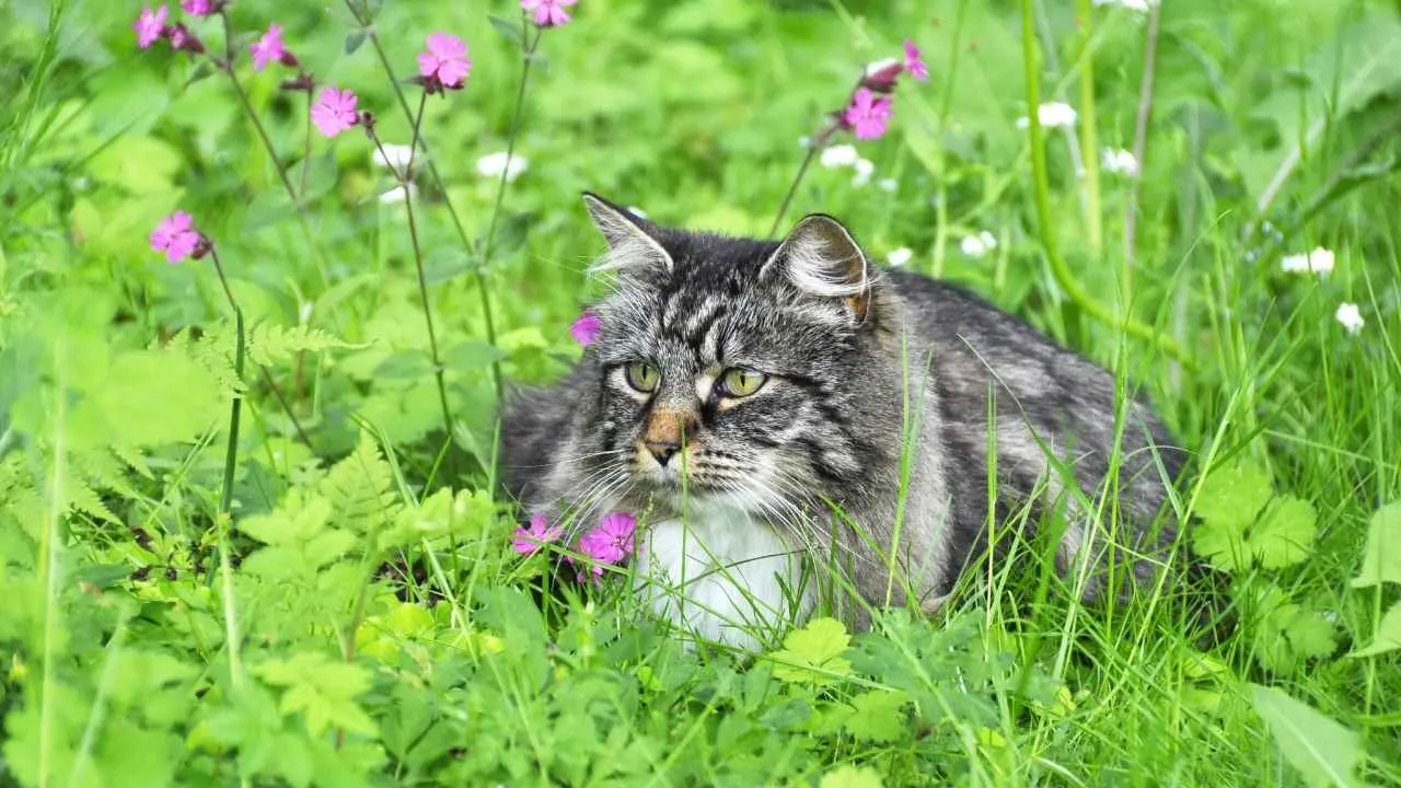 Norwegian Forest Cat
